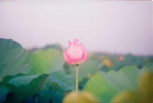 Hero flower - Karuna Counselling