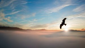 Morning sky with bird flying - Karuna Counselling