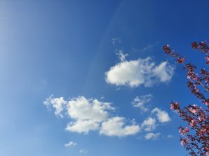 blue sky and cherry blossom - Karuna Counselling
