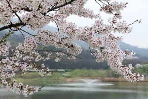 cherry blossom - Karuna Counselling