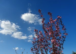 cherry blossom - Karuna Counselling
