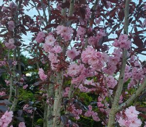 cherry blossom - Karuna Counselling