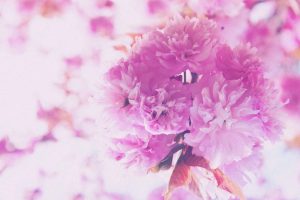 pink flowers - Karuna Counselling