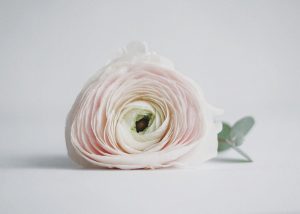 pastel rose - Karuna Counselling