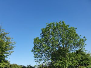 trees and sky - Karuna Counselling