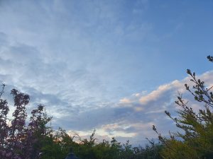 trees and sky - Karuna Counselling