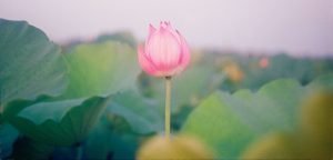 Hero flower - Karuna Counselling
